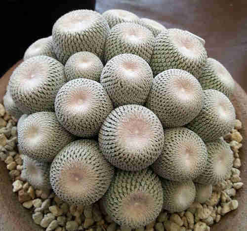 Epithelantha Bokei ‘Pingpong Ball Cactus’