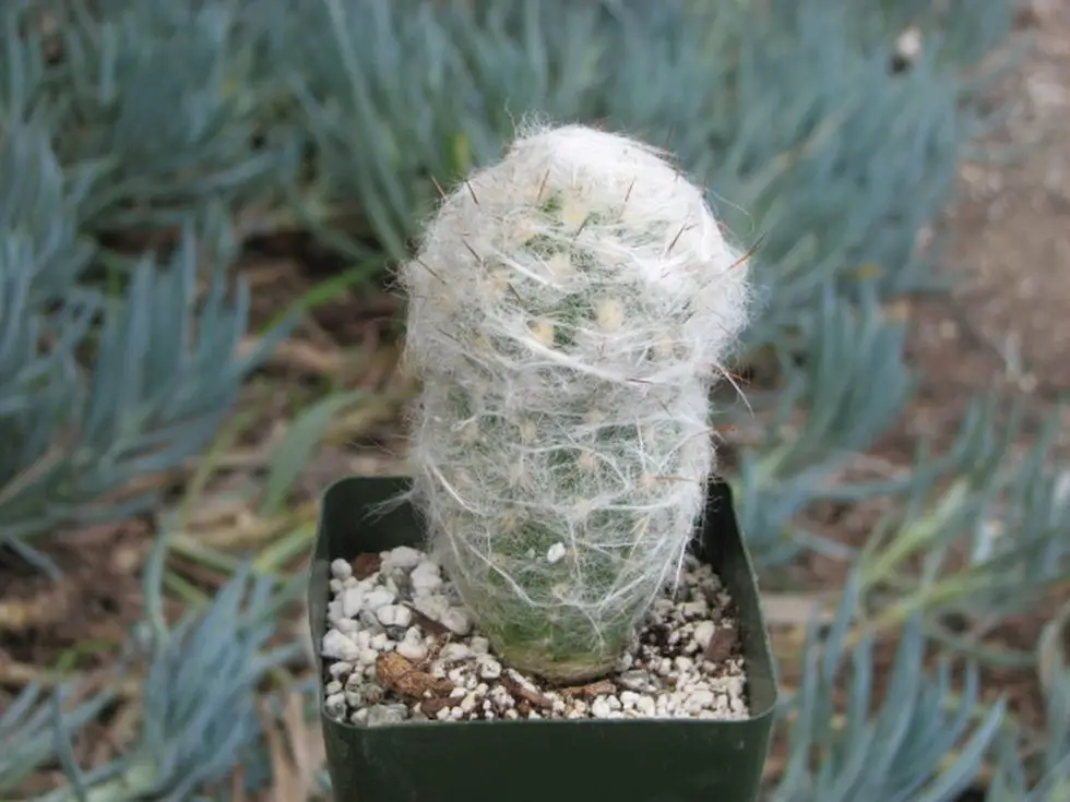 how-to-care-for-an-old-man-cactus-succulents-network