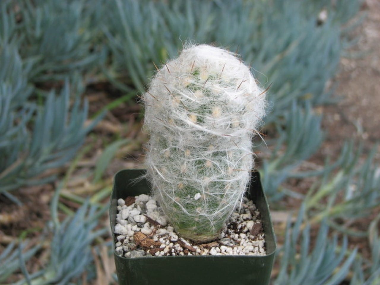 How To Care For An Old Man Cactus 