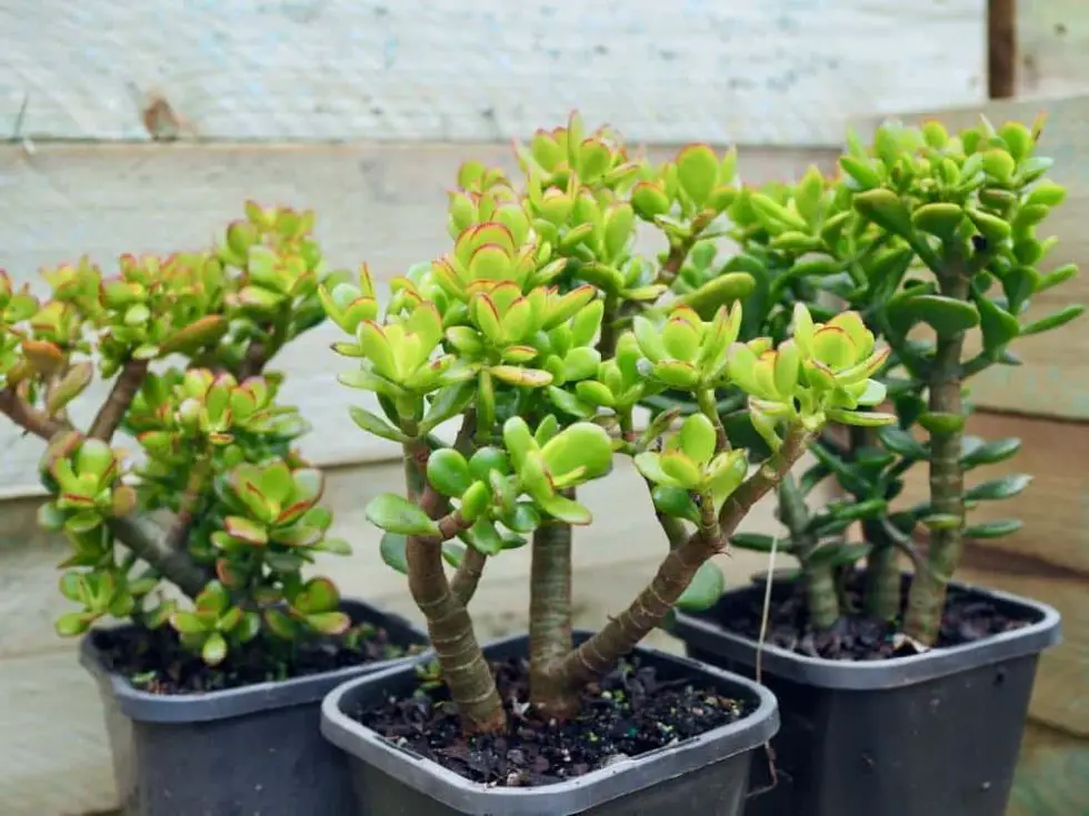 How To Fix White Spots On Jade Plant - Succulents Network