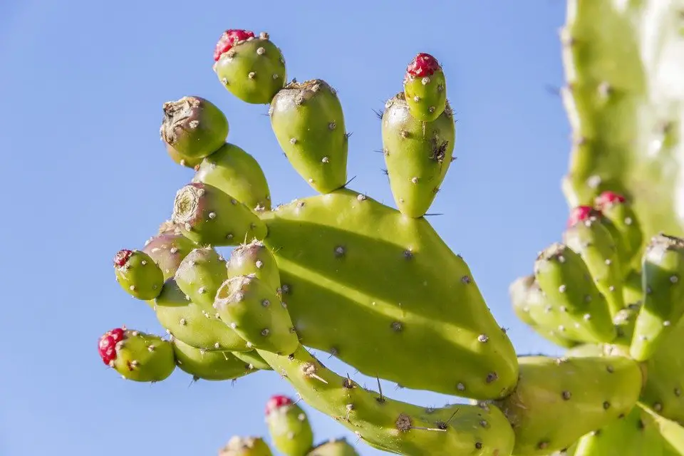 Cactus You Can Eat