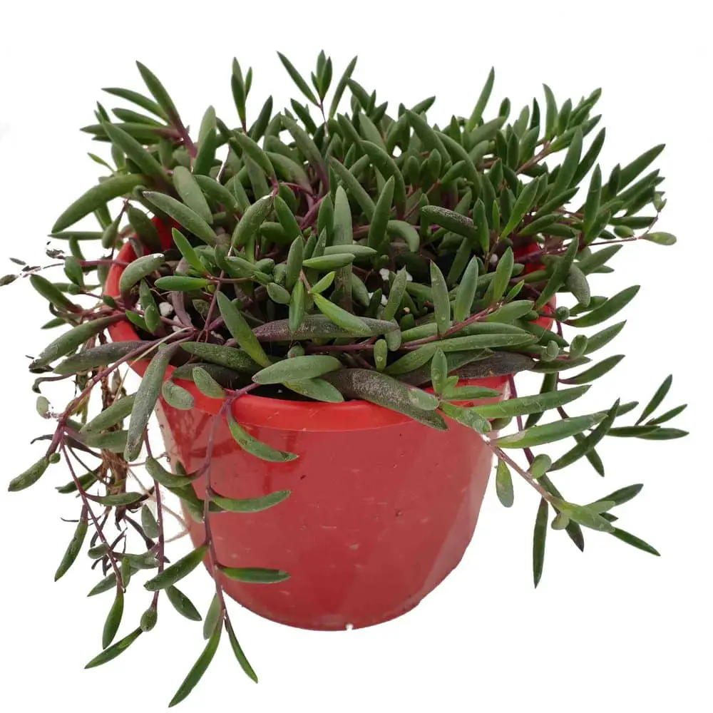 Ruby Necklace Plant