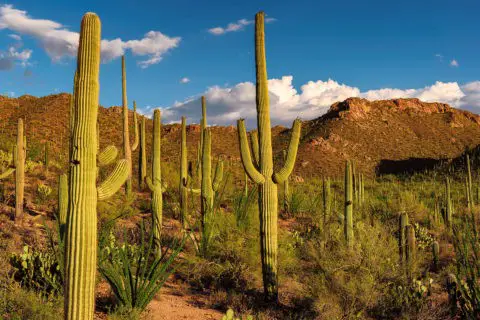 How Long Do Saguaro Cactus Live (With Pictures)- Succulents Network