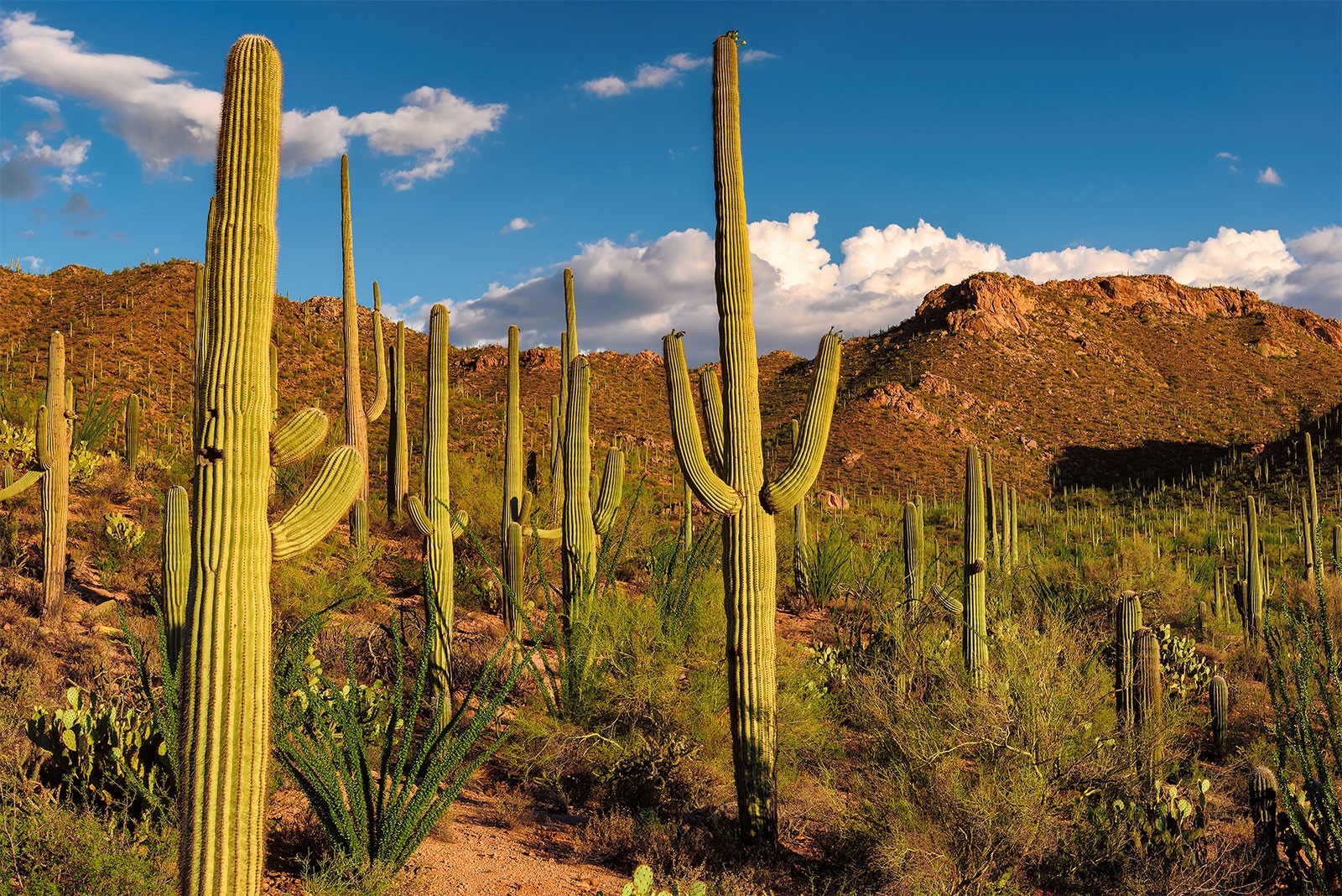 How Long Do Saguaro Cactus Live