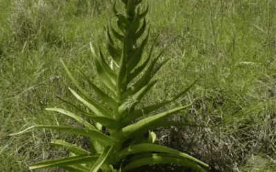 Crassula ‘Acinaciformis’ (Giant Crassula)