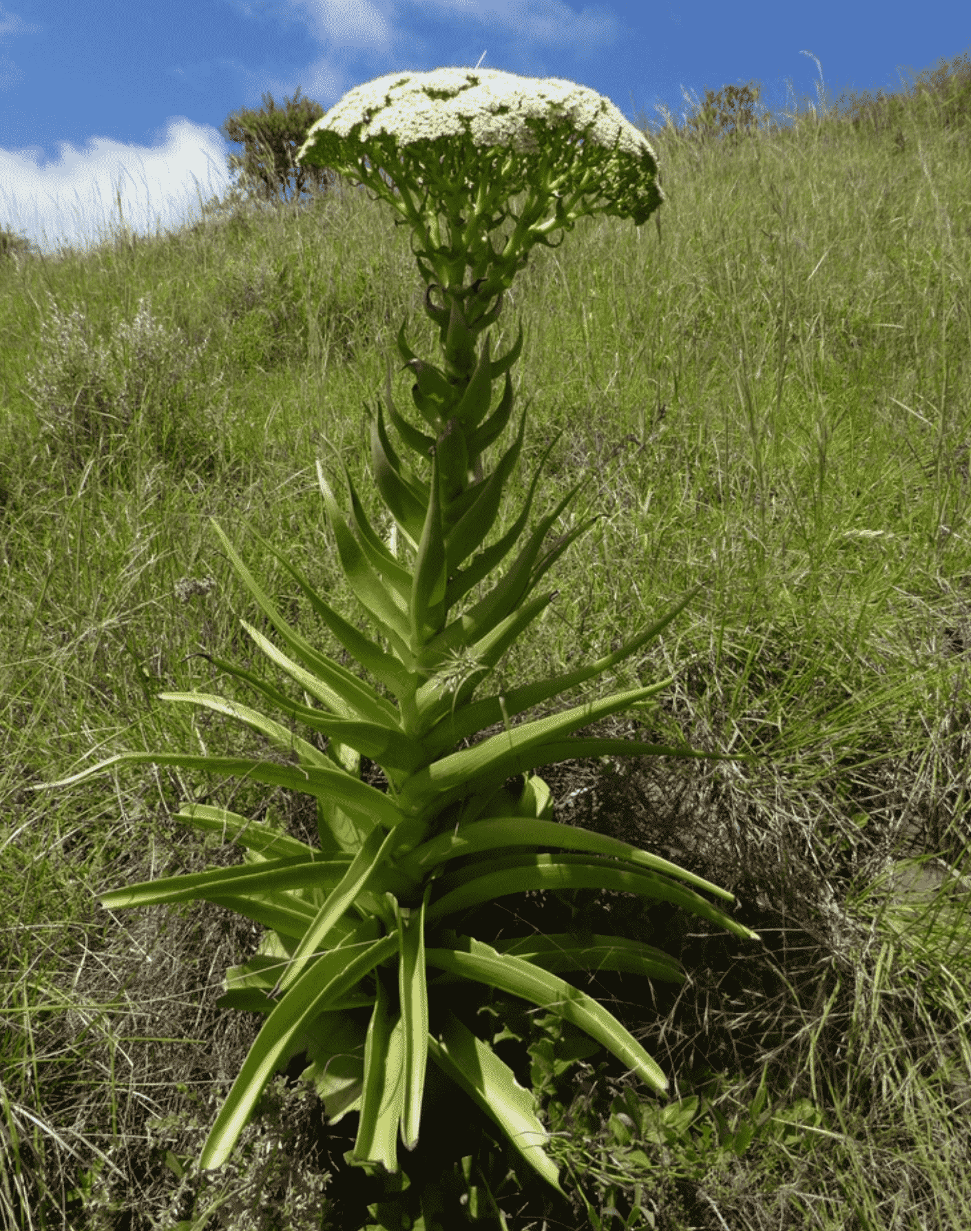 Crassula 'Acinaciformis' (Giant Crassula)