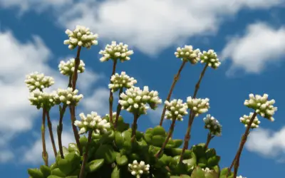 Crassula Atropurpurea Var. Anomala