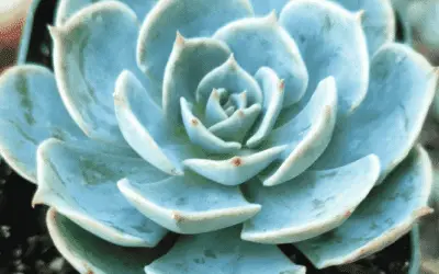 Echeveria ‘Imbricata’ (Blue Rose)