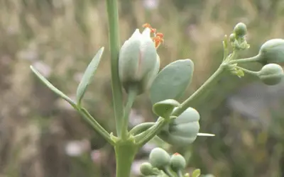 Zygophyllum Fabago