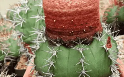 Melocactus Bahiensis ‘Melocactus’