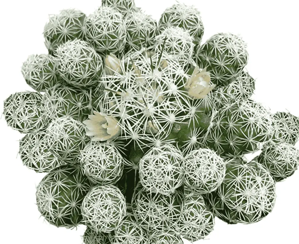 Mammillaria Gracilis Fragilis ‘Thimble Cactus’