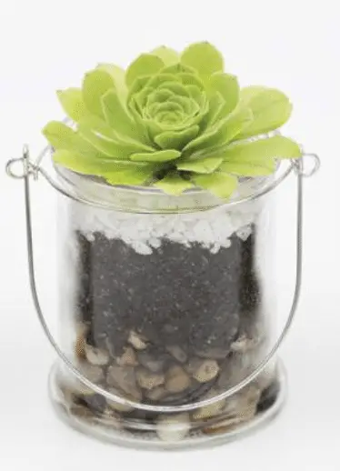 How to Make a Succulent Terrarium