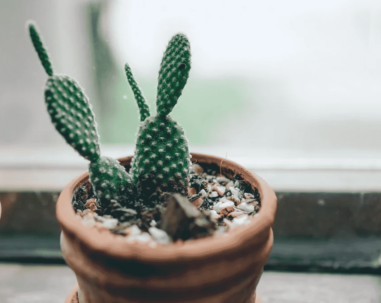 3 Ways to Identify Your Succulents