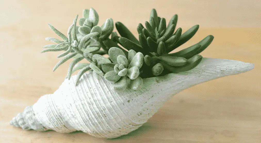 Seashell Succulent Planter Ideas 