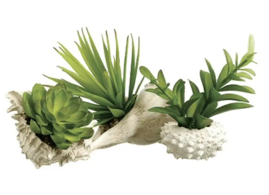 Seashell Succulent Planter Ideas 