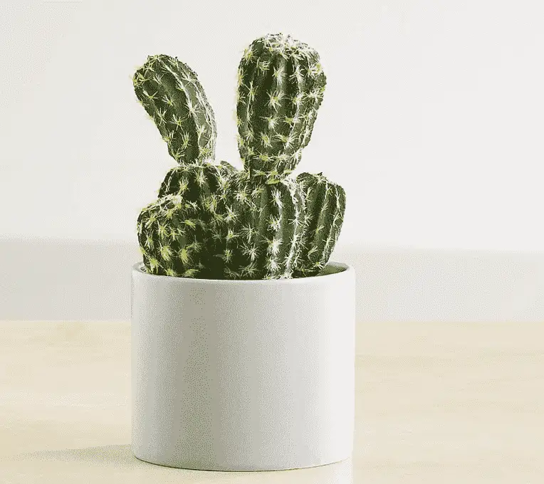 How Long Do Cacti Live? 