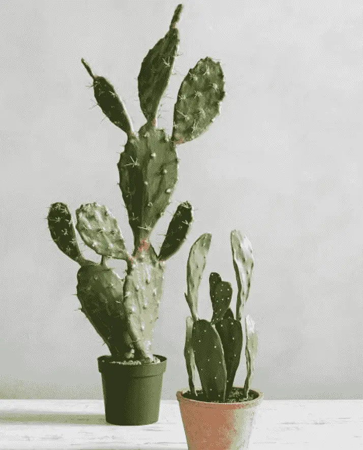 How Long Do Cacti Live? 