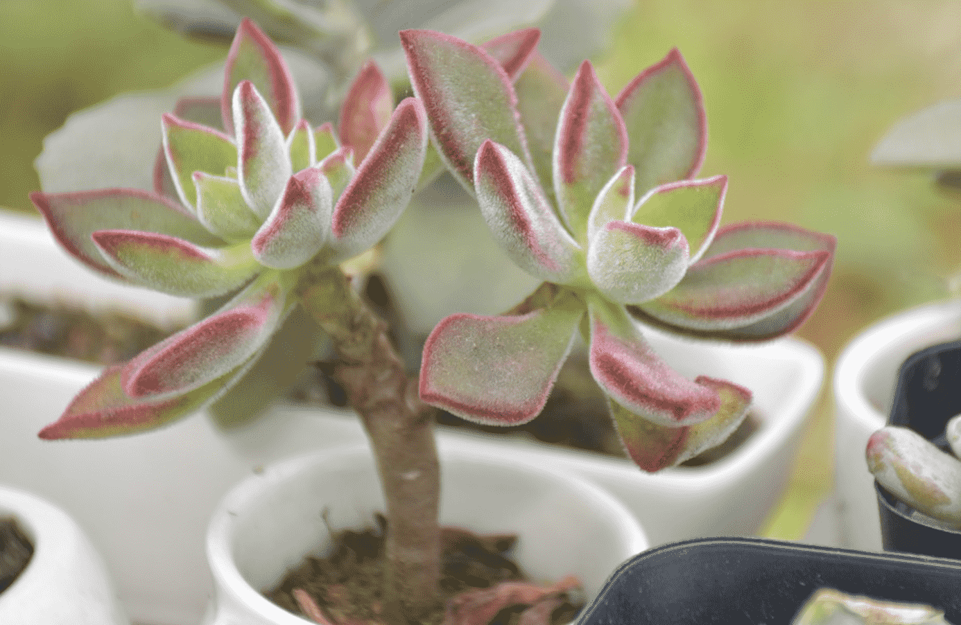 How To Handle Succulents Growing Tall