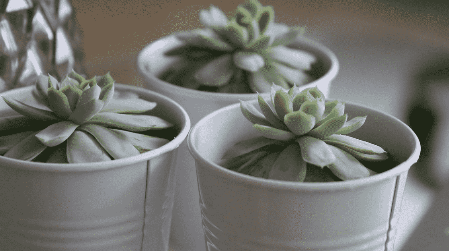 Water Succulents Without A Drainage Рot 