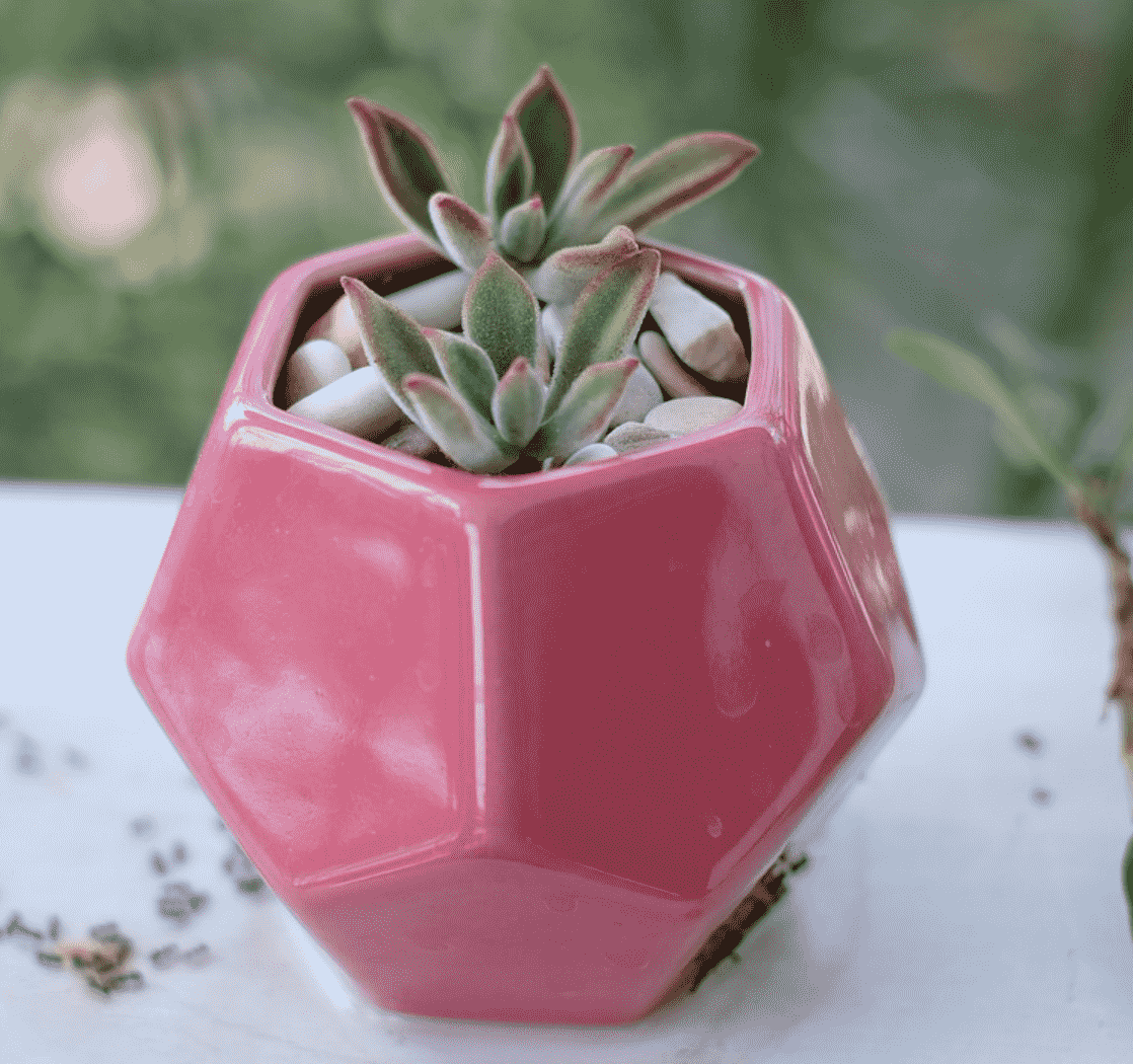 Water Succulents Without A Drainage Рot 