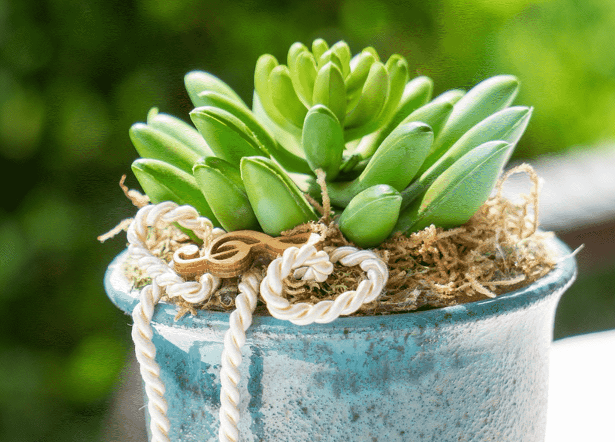 How to Propagate Succulents from Leaves and Cuttings 