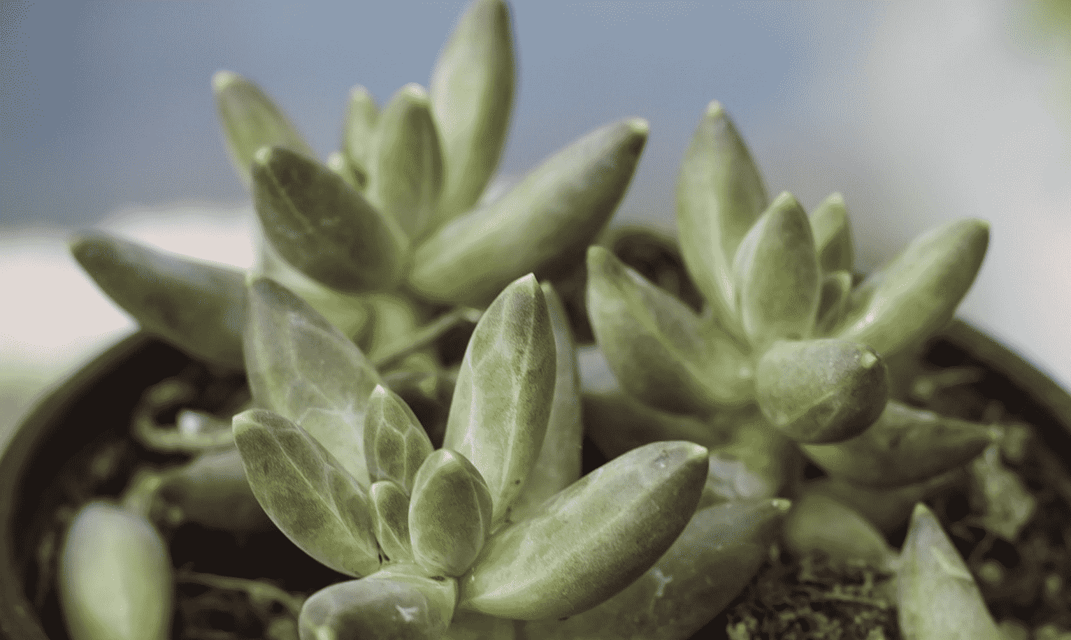 How to Propagate Succulents from Leaves and Cuttings 