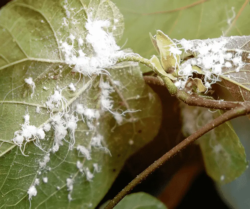 How to Get Rid of Mealybugs on Succulents
