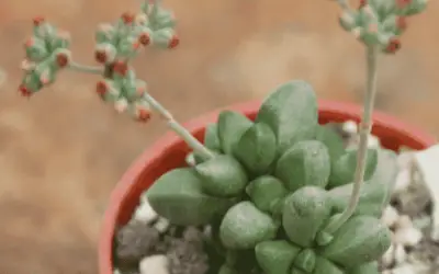 Crassula Elegans ‘Elegant Crassula’