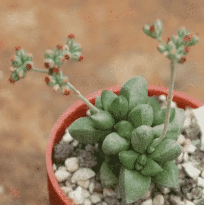 Crassula Elegans