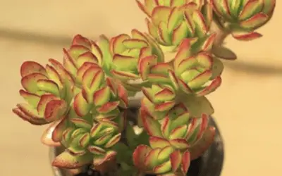 Crassula Dejecta ‘Doily Crassula’