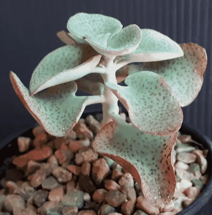 Crassula Cordata