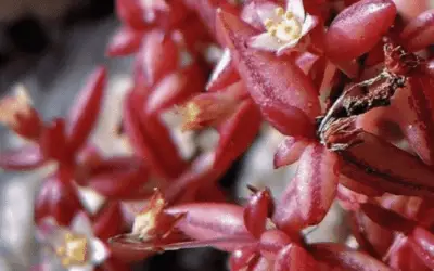 Crassula Expansa