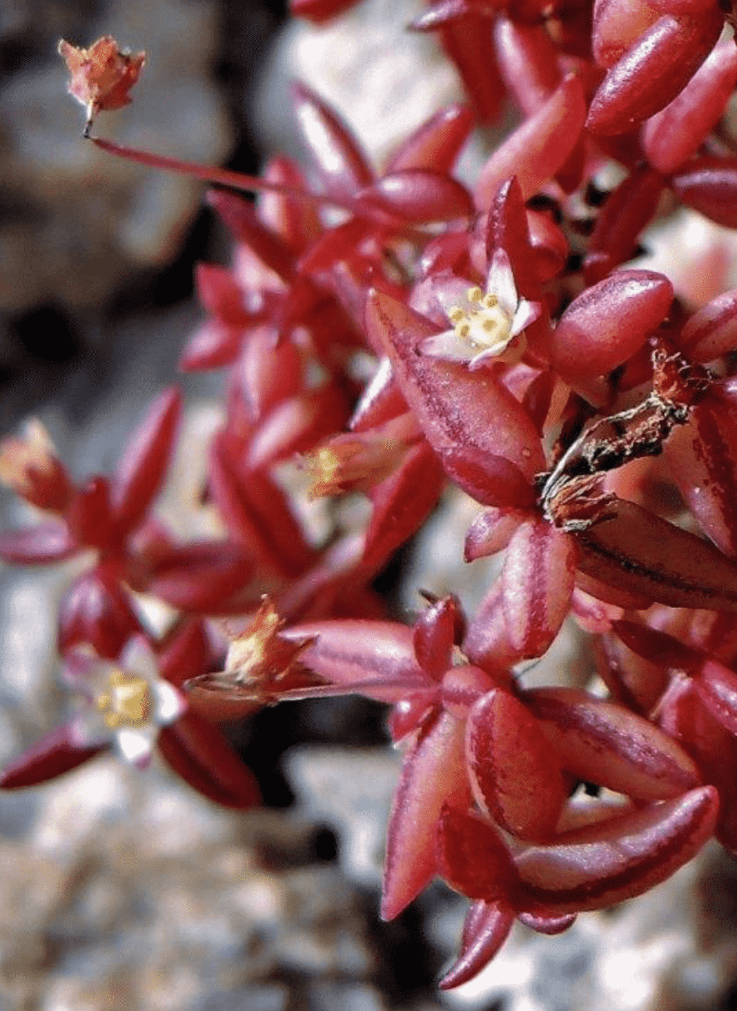 Crassula Expansa