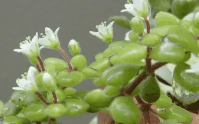 Crassula Expansa Subsp. Fragilis