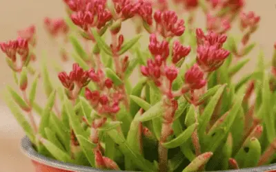 Crassula Exilis Subsp. Schmidtii