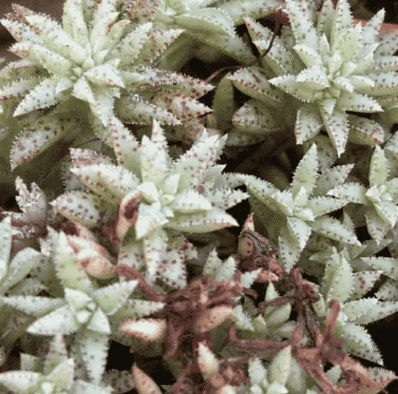 Crassula Exilis Subsp. Sedifolia