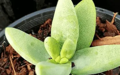 Crassula Macowaniana