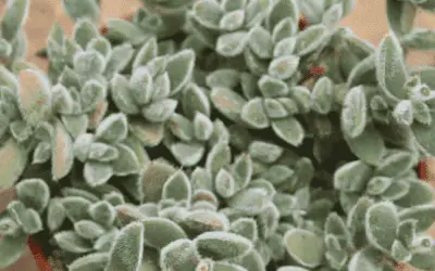 Crassula Lanuginosa