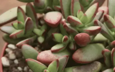 Crassula Herrei