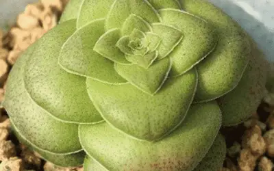 Crassula Hemisphaerica