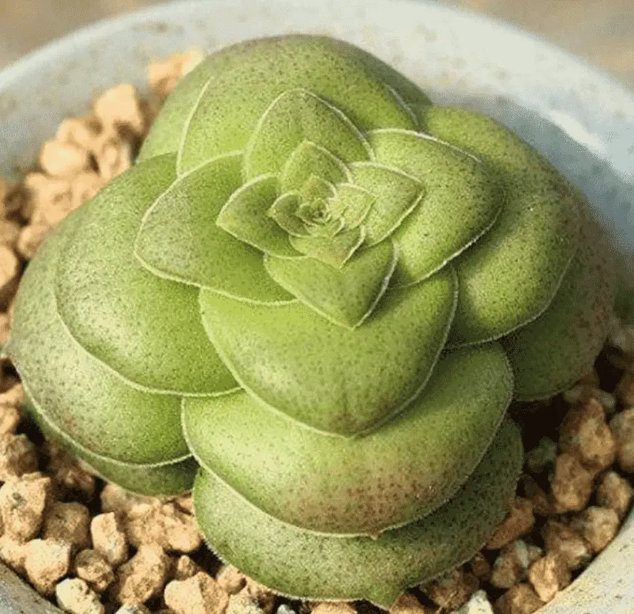 Crassula Hemisphaerica