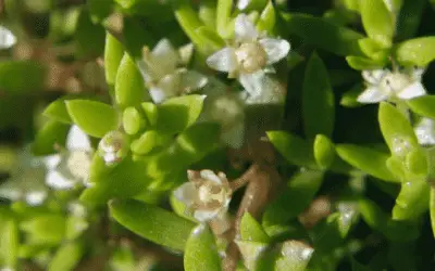 Crassula Helmsii