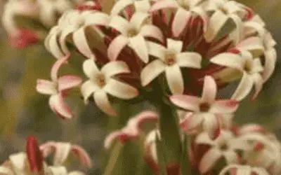 Crassula Fascicularis ‘Fragrant Crassula’