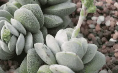 Crassula Namaquensis ‘Namaque Crassula’