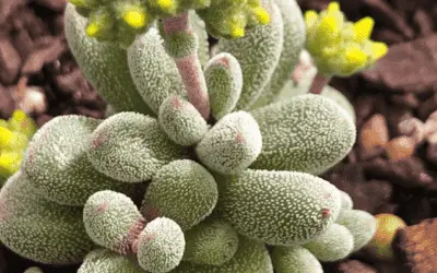 Crassula Namaquensis Subsp. Comptonii