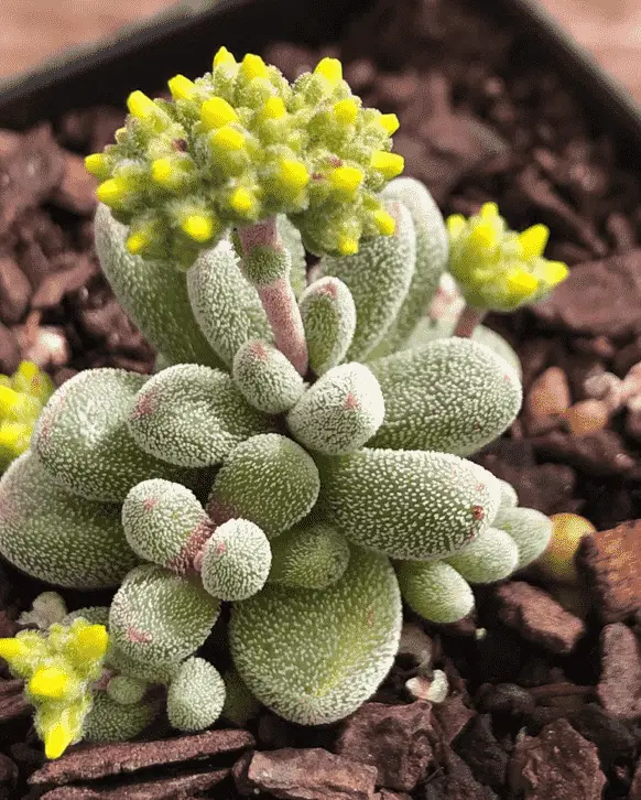 Crassula Namaquensis Subsp. Comptonii