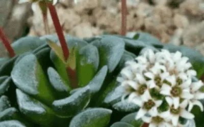 Crassula Mesembrianthemopsis