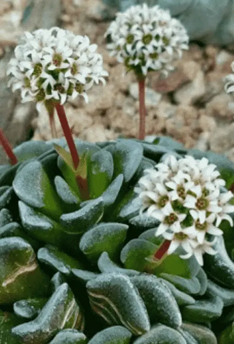 Crassula Mesembrianthemopsis