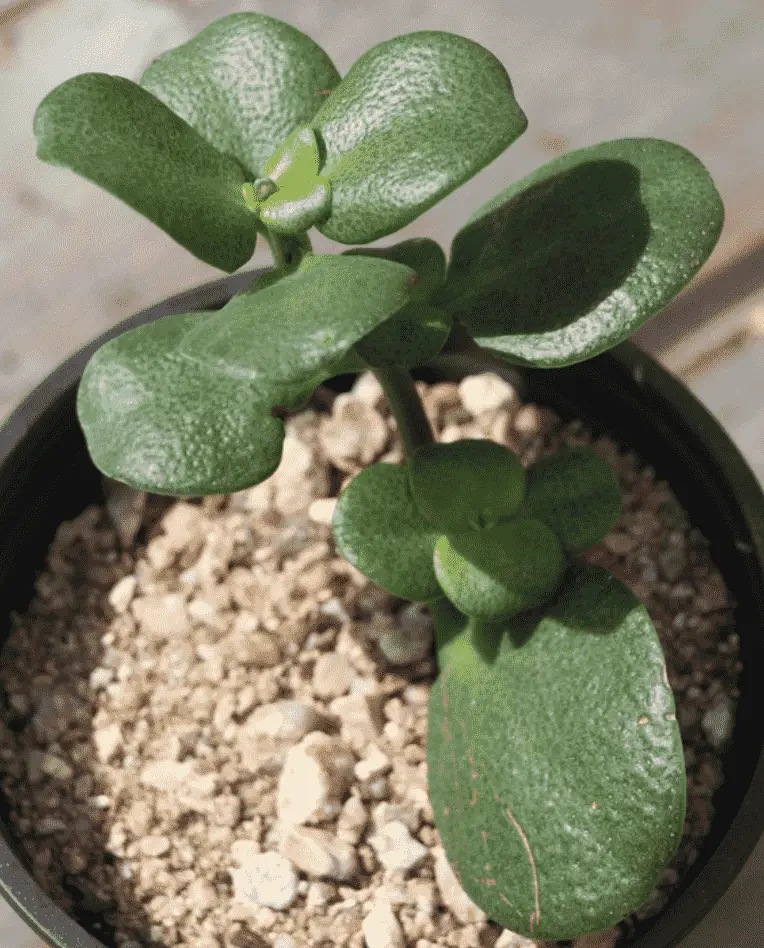 Crassula Multicava