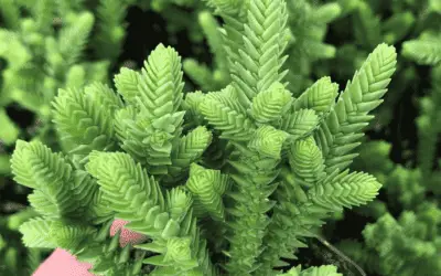 Crassula Muscosa